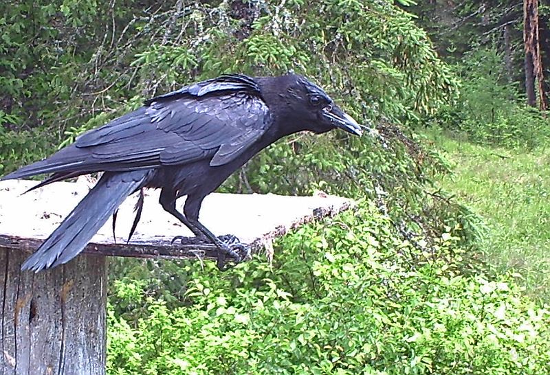 Raven_060911.jpg - Common Raven (Corvus corax)